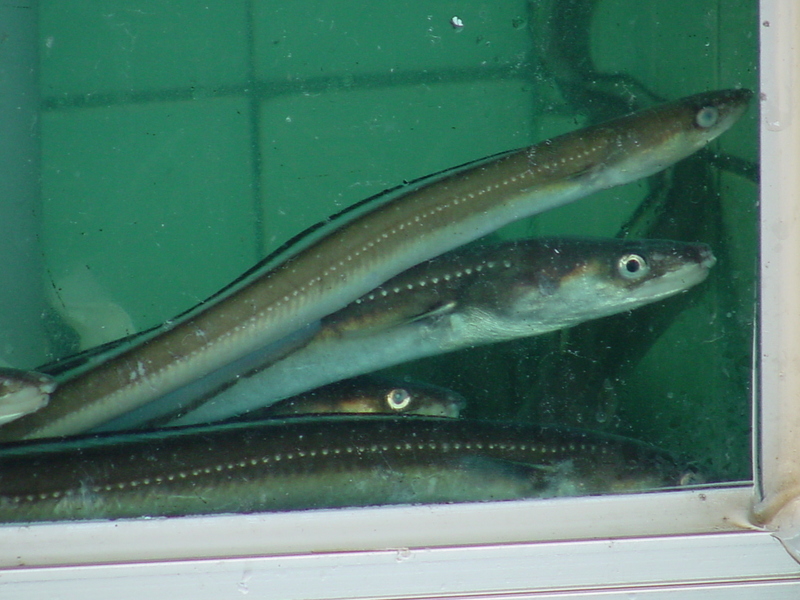 Japanese eel (Anguilla japonica) - 뱀장어; DISPLAY FULL IMAGE.