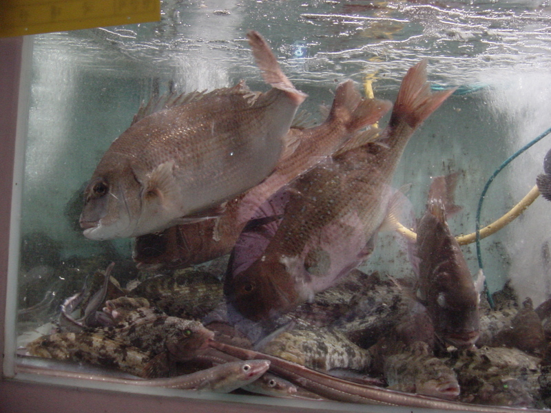 Red sea bream snapper; DISPLAY FULL IMAGE.