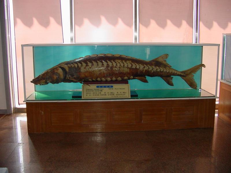 Stuffed sturgeon; DISPLAY FULL IMAGE.