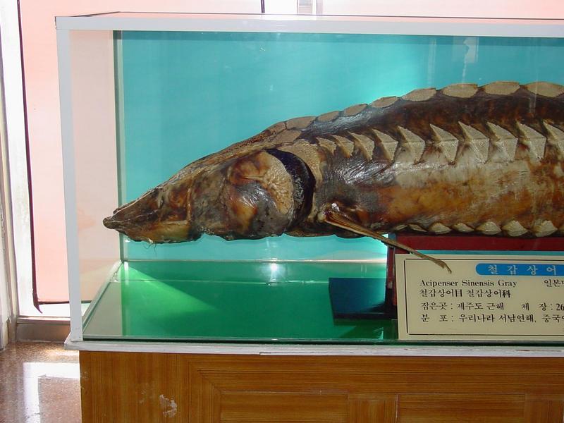 Stuffed sturgeon; DISPLAY FULL IMAGE.