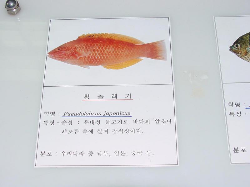 Bambooleaf wrasse; DISPLAY FULL IMAGE.