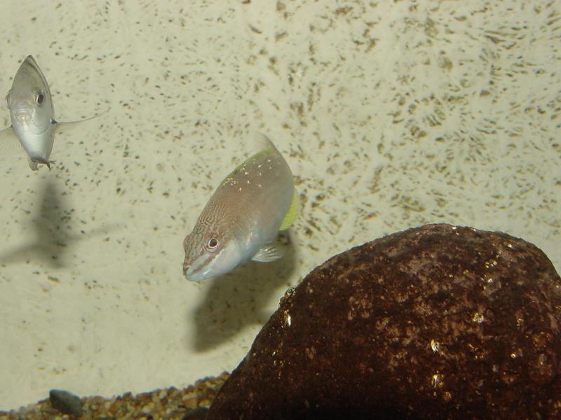 Bambooleaf wrasse; DISPLAY FULL IMAGE.