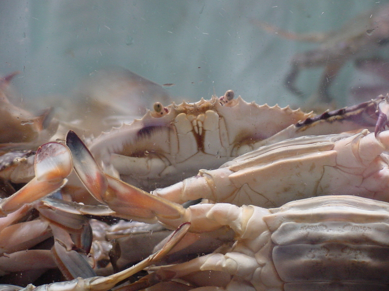 Blue crabs (Portunus trituberculatus), 꽃게; DISPLAY FULL IMAGE.