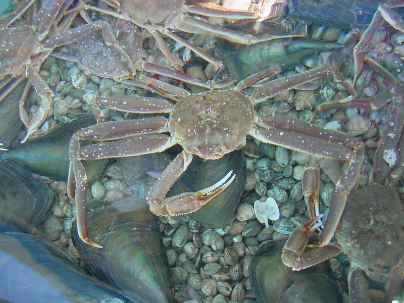 Snow crabs; DISPLAY FULL IMAGE.