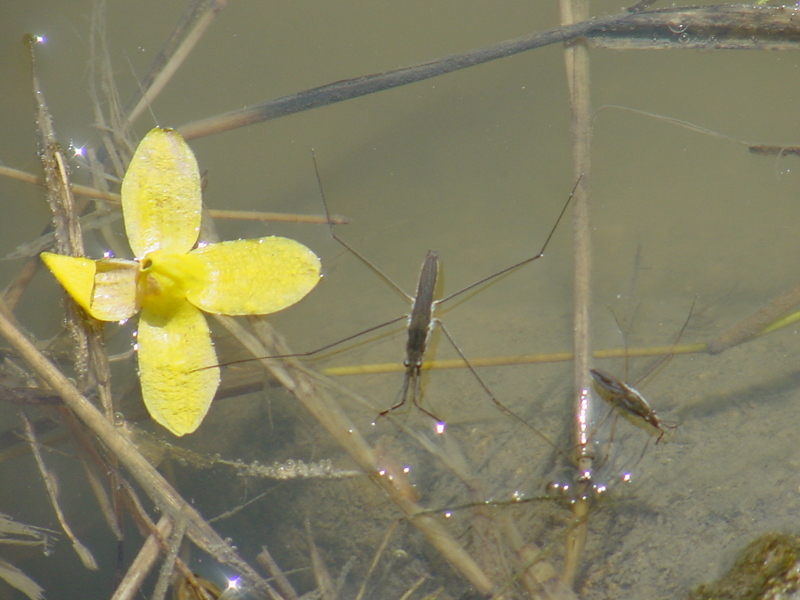 Waterstrider; DISPLAY FULL IMAGE.