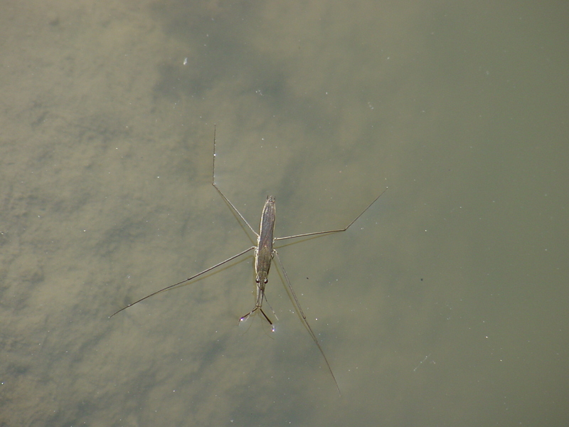 Waterstrider; DISPLAY FULL IMAGE.