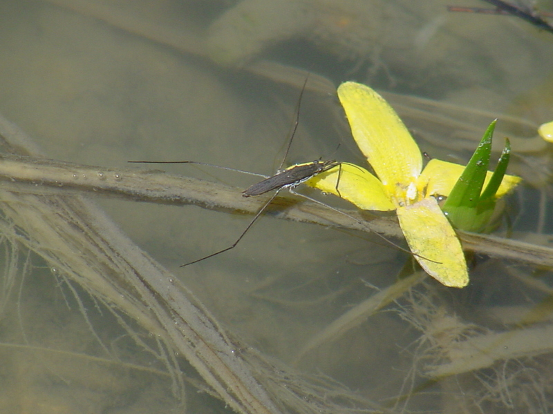 Waterstrider; DISPLAY FULL IMAGE.