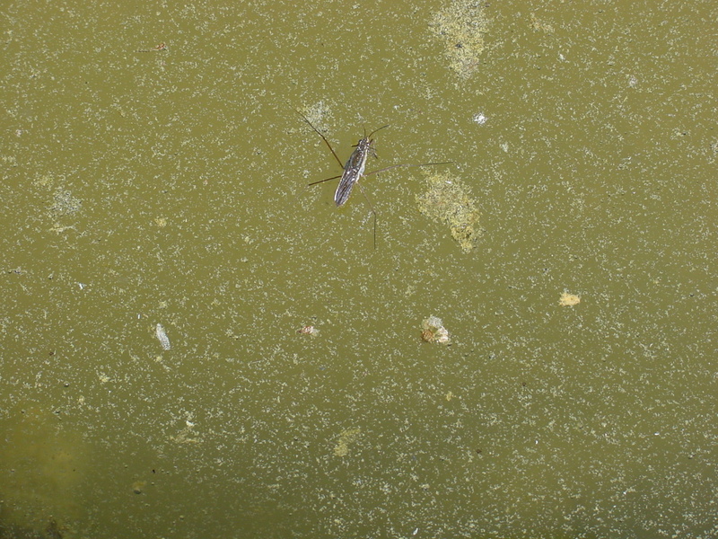 Waterstrider; DISPLAY FULL IMAGE.