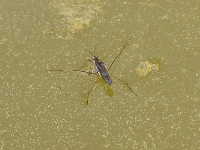 Waterstrider; DISPLAY FULL IMAGE.