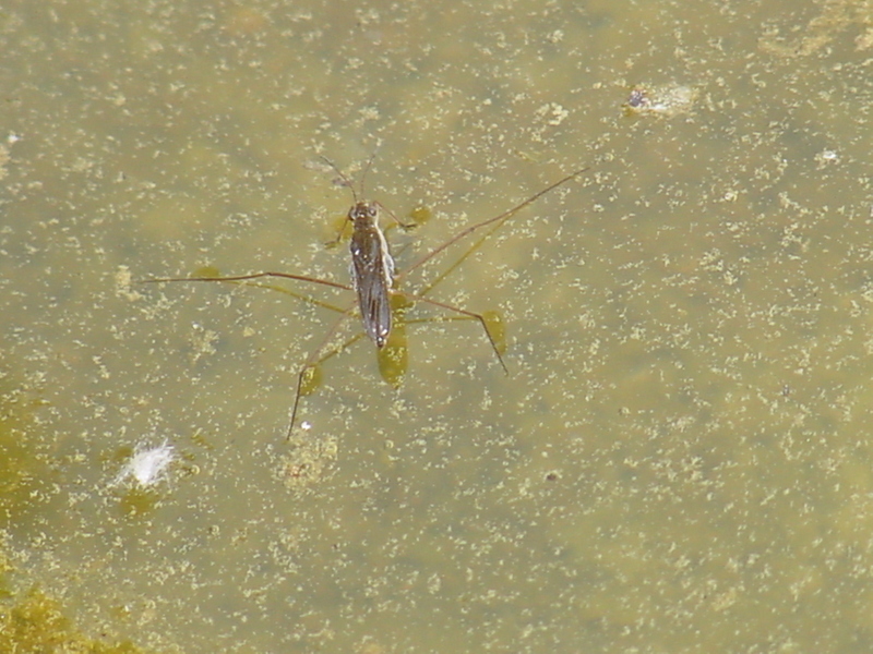 Waterstrider; DISPLAY FULL IMAGE.