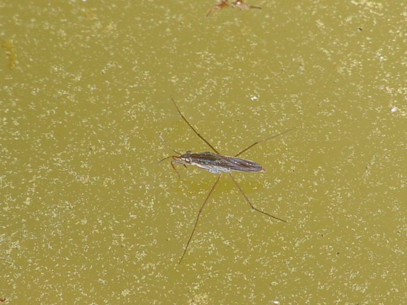 Waterstrider; DISPLAY FULL IMAGE.