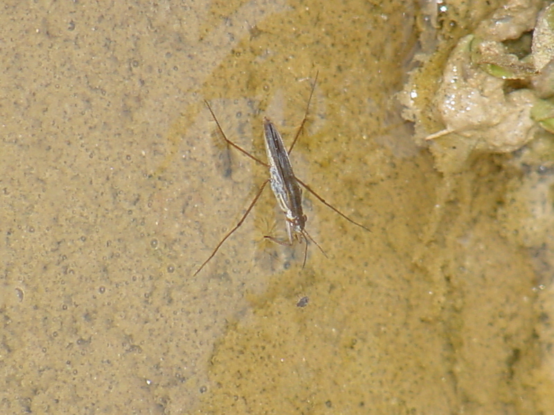 Waterstrider; DISPLAY FULL IMAGE.