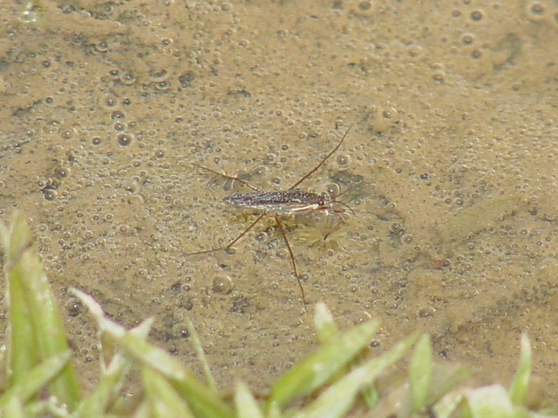 Waterstrider; DISPLAY FULL IMAGE.