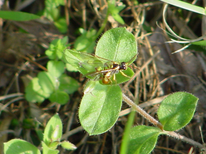 Robberfly? --> 황호리병잎벌(Tinthredo mortivaga); DISPLAY FULL IMAGE.