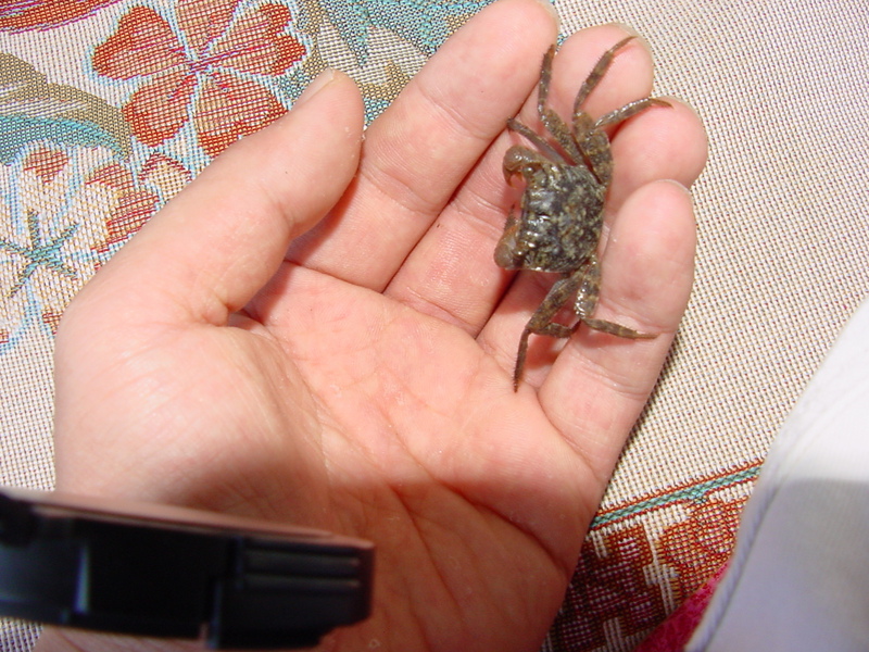 Crab; DISPLAY FULL IMAGE.