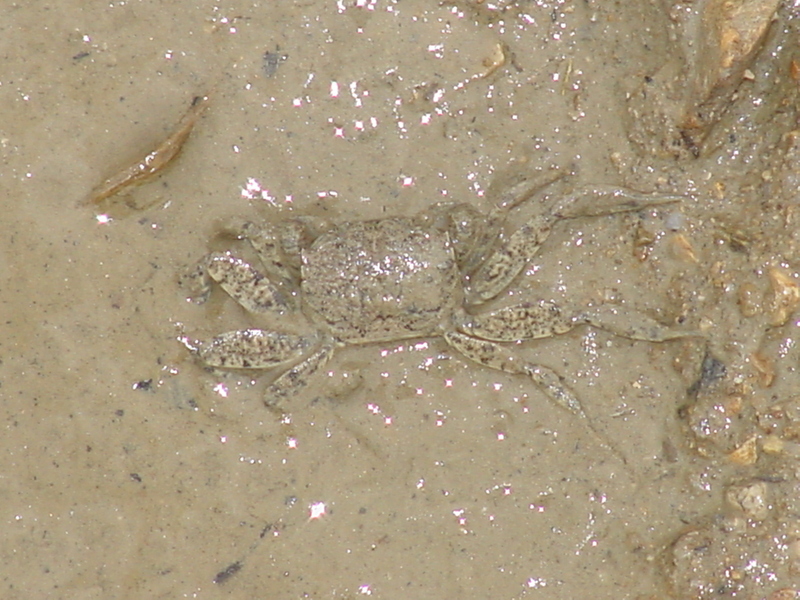 Crab; DISPLAY FULL IMAGE.