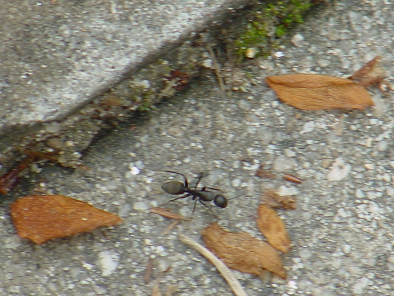 Ant; DISPLAY FULL IMAGE.