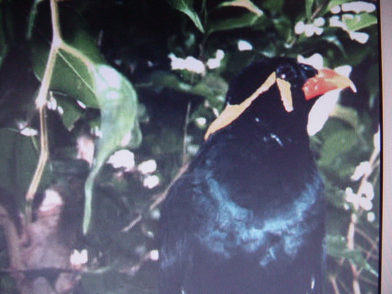 Common hill mynah; DISPLAY FULL IMAGE.