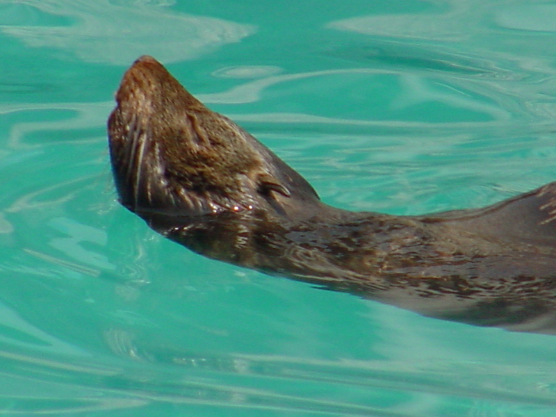 Southern sea lion; DISPLAY FULL IMAGE.