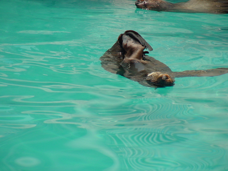 Southern sea lion; DISPLAY FULL IMAGE.