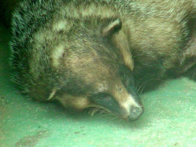 Raccoon dog {!--너구리-->; DISPLAY FULL IMAGE.