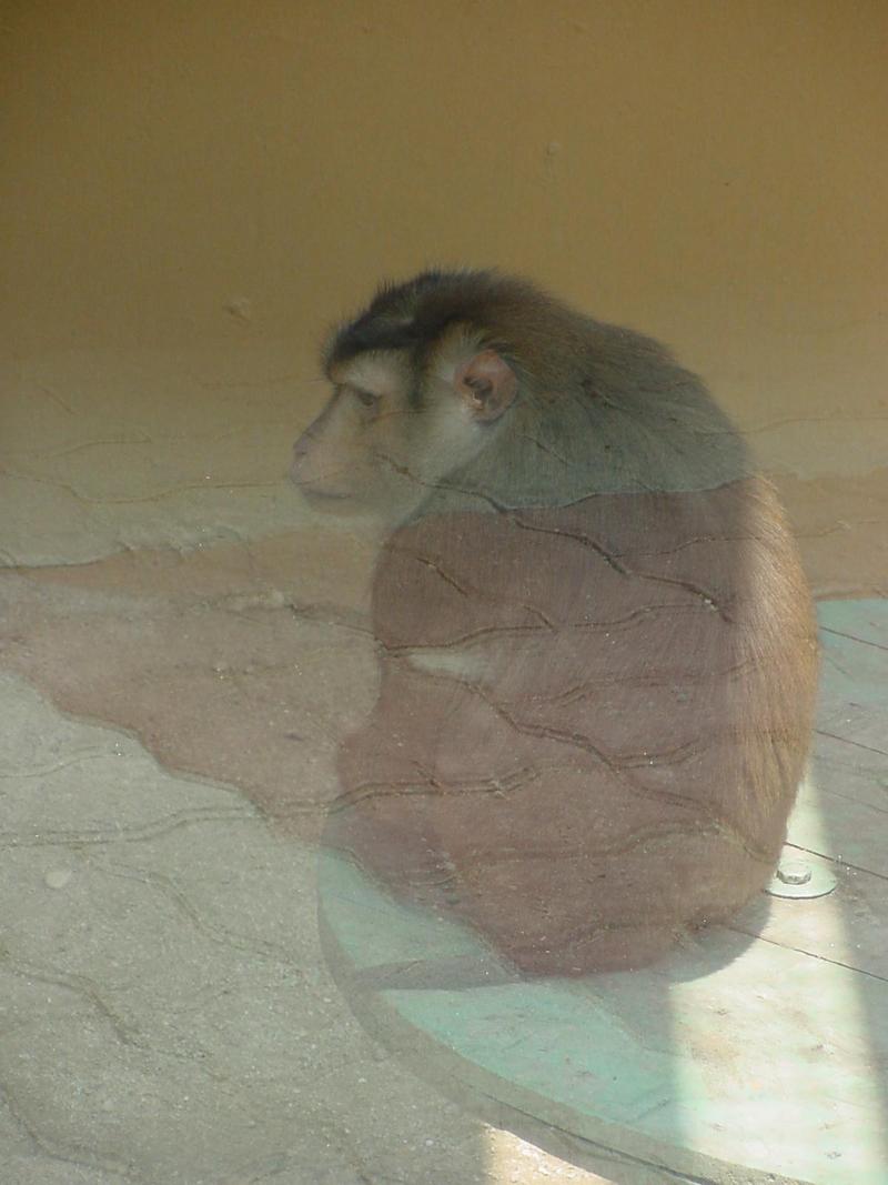 Southern Pig-tailed Macaque, Macaca nemestrina; DISPLAY FULL IMAGE.