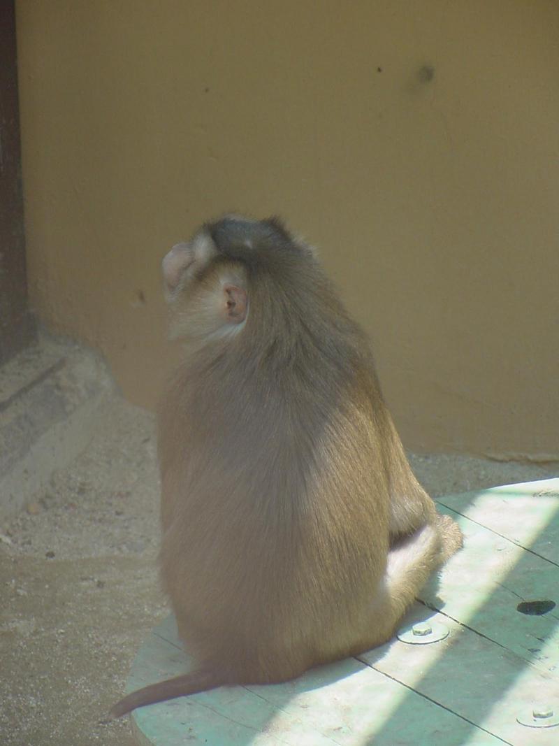 Southern Pig-tailed Macaque, Macaca nemestrina; DISPLAY FULL IMAGE.