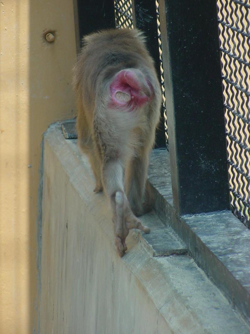 Southern Pig-tailed Macaque, Macaca nemestrina; DISPLAY FULL IMAGE.