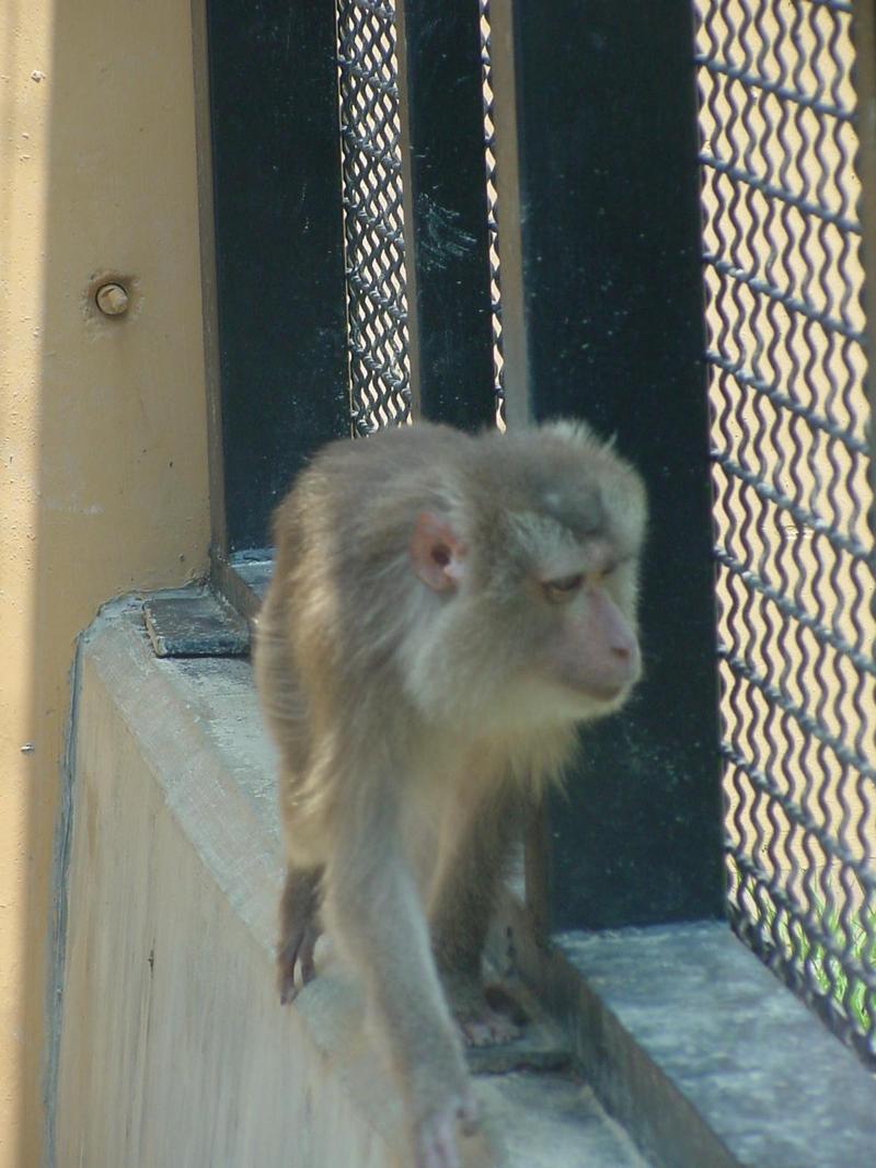 Southern Pig-tailed Macaque, Macaca nemestrina; DISPLAY FULL IMAGE.