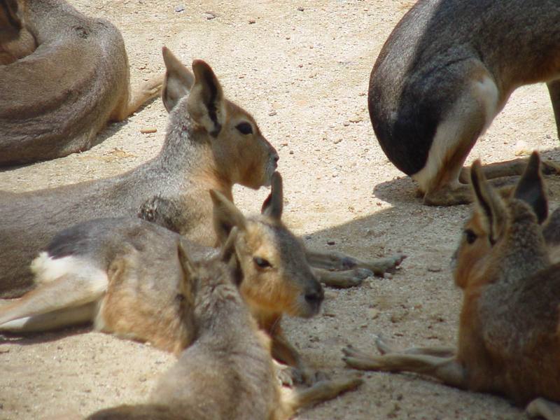 Patagonian Maras; DISPLAY FULL IMAGE.