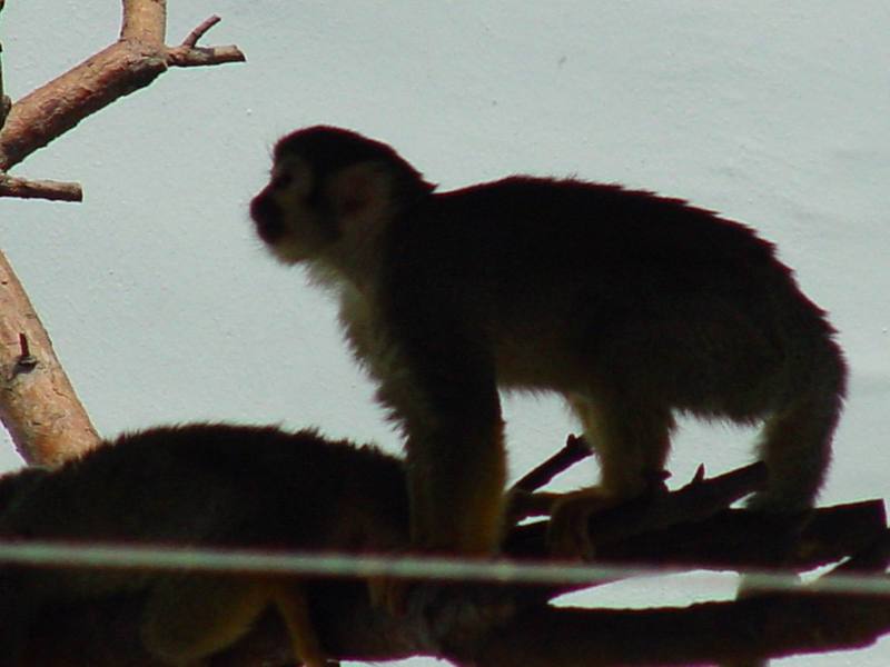 Squirrel monkey; DISPLAY FULL IMAGE.