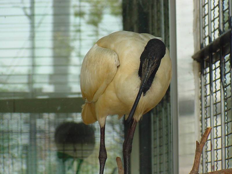 Black-headed Ibis, Threskiornis melanocephalus (검은머리흰따오기); DISPLAY FULL IMAGE.