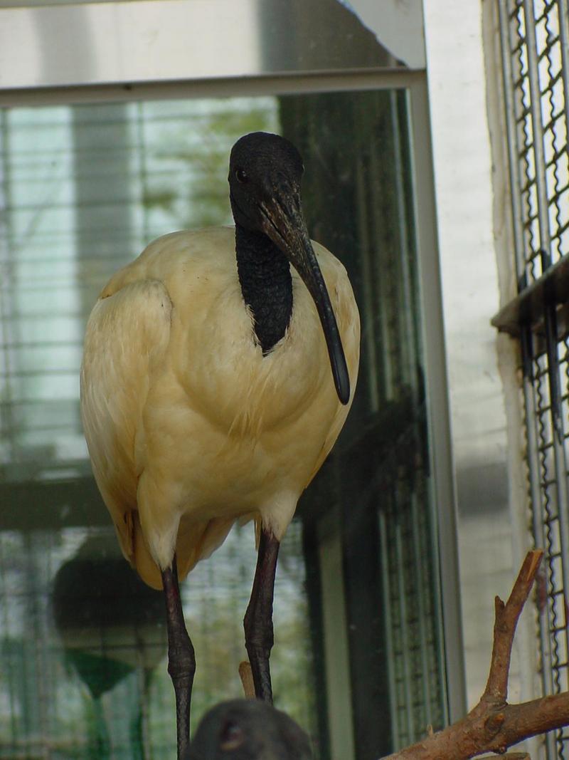 Black-headed Ibis, Threskiornis melanocephalus (검은머리흰따오기); DISPLAY FULL IMAGE.