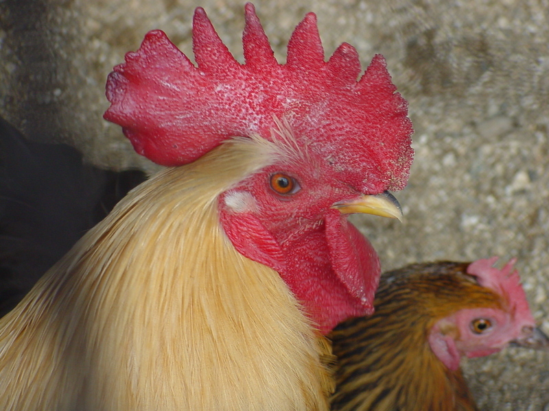 Rooster; DISPLAY FULL IMAGE.