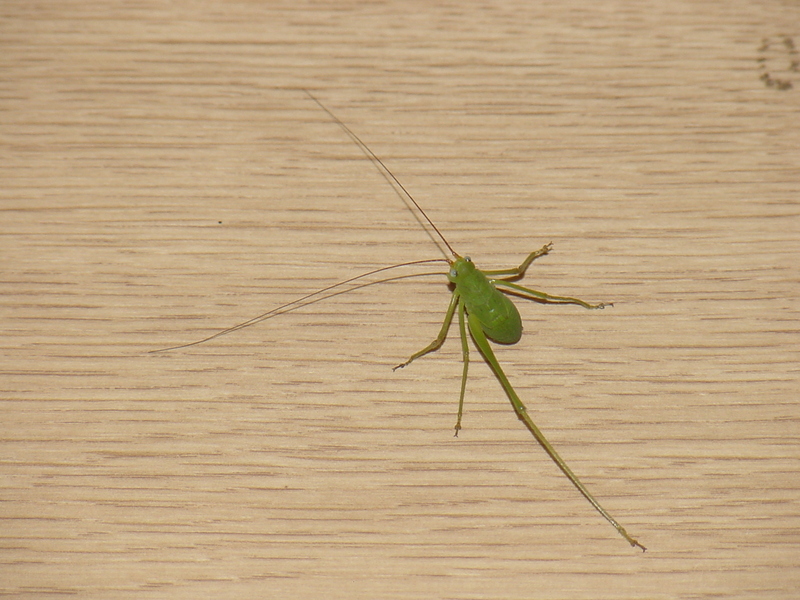 Katydid; DISPLAY FULL IMAGE.