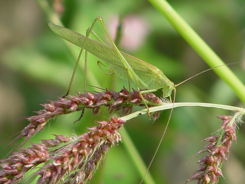 Grass katydid; DISPLAY FULL IMAGE.