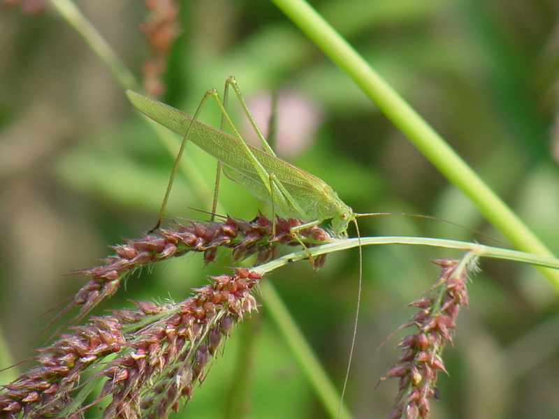 Grass katydid; DISPLAY FULL IMAGE.