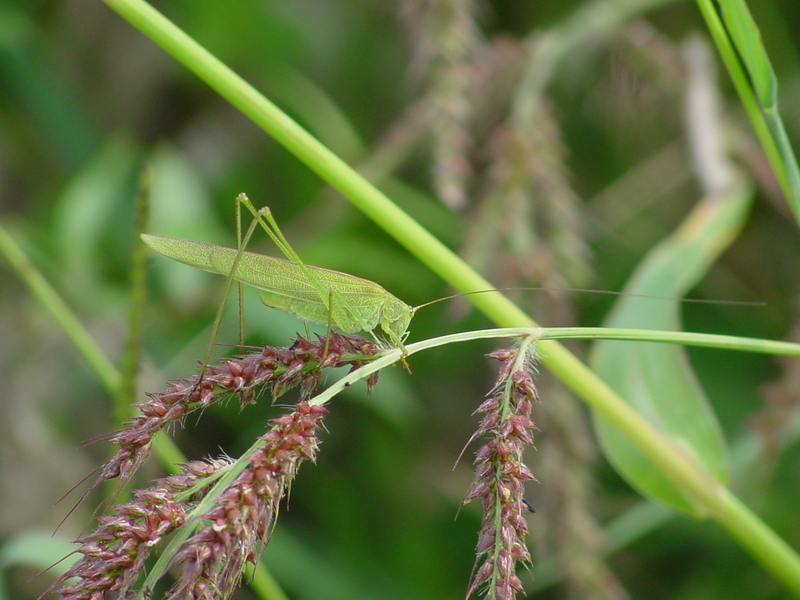 Grass katydid; DISPLAY FULL IMAGE.