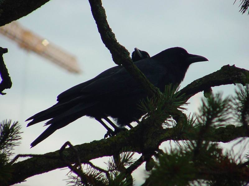 Common Ravens; DISPLAY FULL IMAGE.