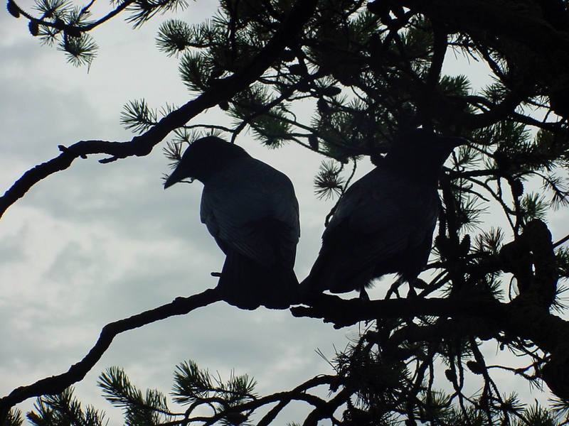 Common Ravens; DISPLAY FULL IMAGE.