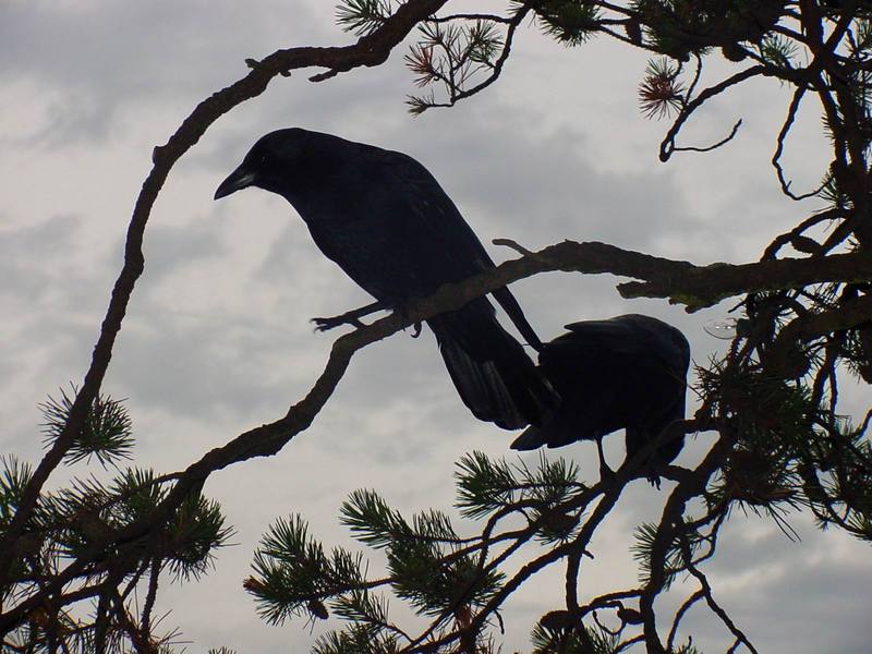 Common Ravens; DISPLAY FULL IMAGE.