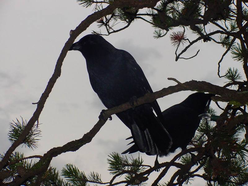 Common Ravens; DISPLAY FULL IMAGE.