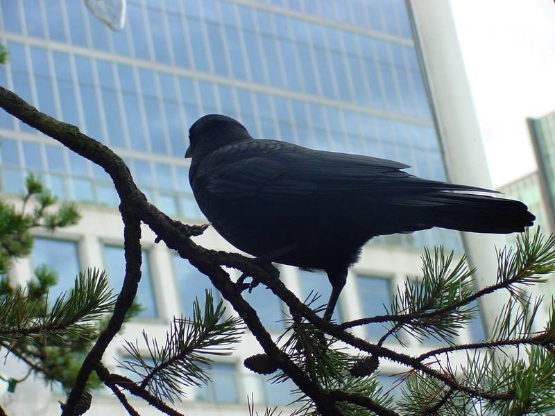 Common Raven; DISPLAY FULL IMAGE.