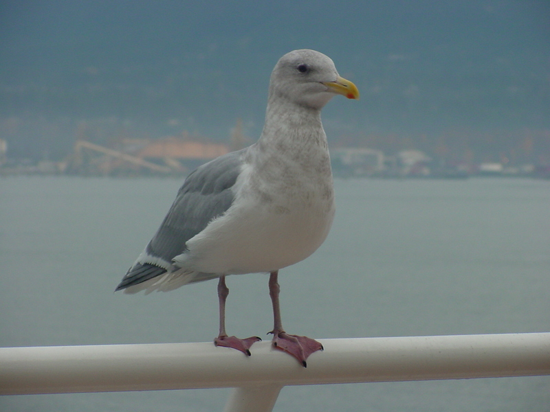 American Herring Gull; DISPLAY FULL IMAGE.