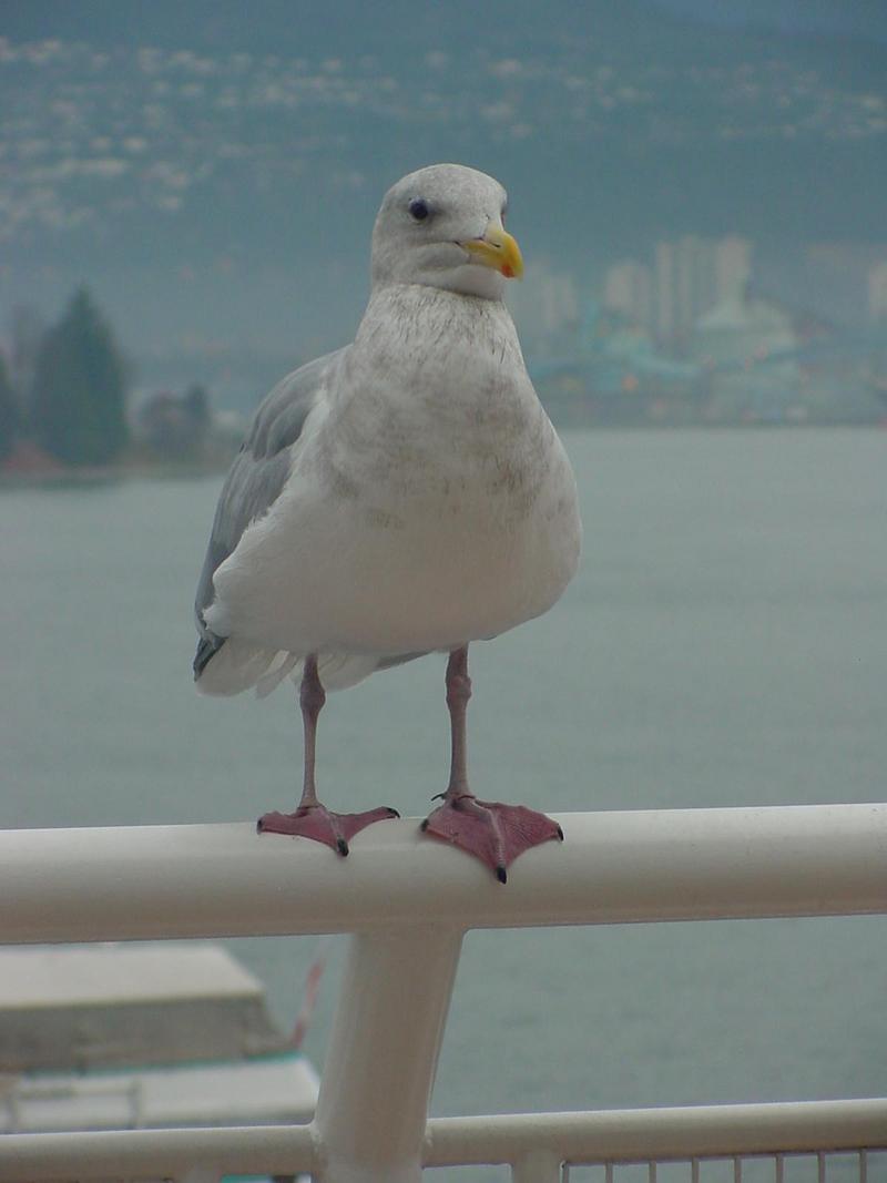 American Herring Gull; DISPLAY FULL IMAGE.