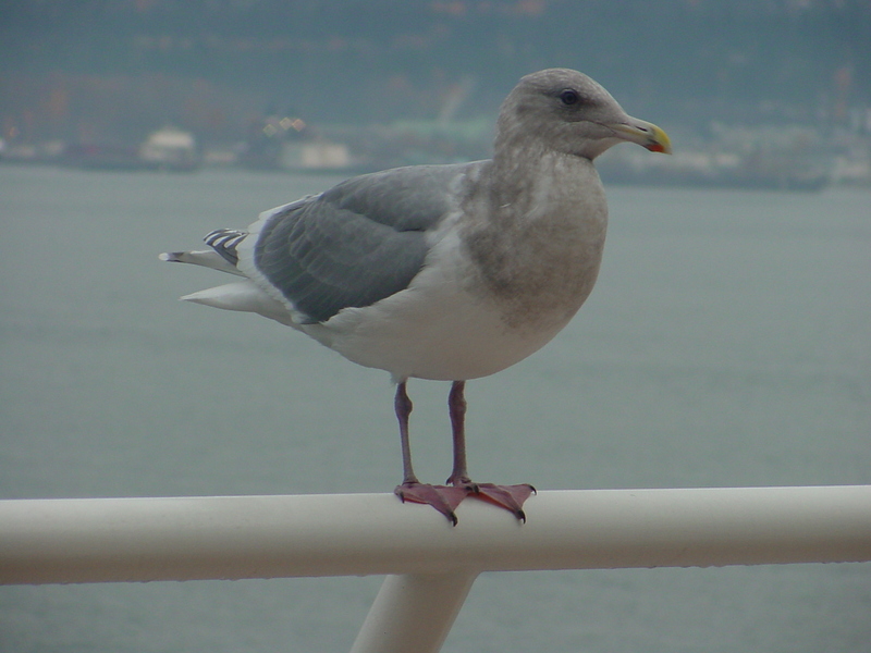 American Herring Gull; DISPLAY FULL IMAGE.