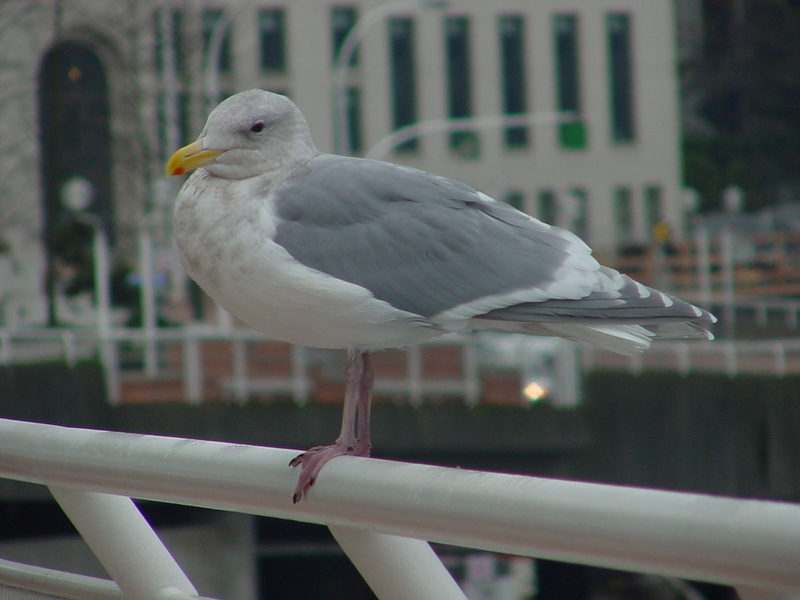 American Herring Gull; DISPLAY FULL IMAGE.