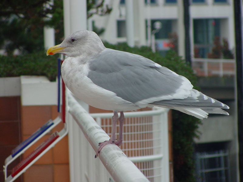 American Herring Gull; DISPLAY FULL IMAGE.