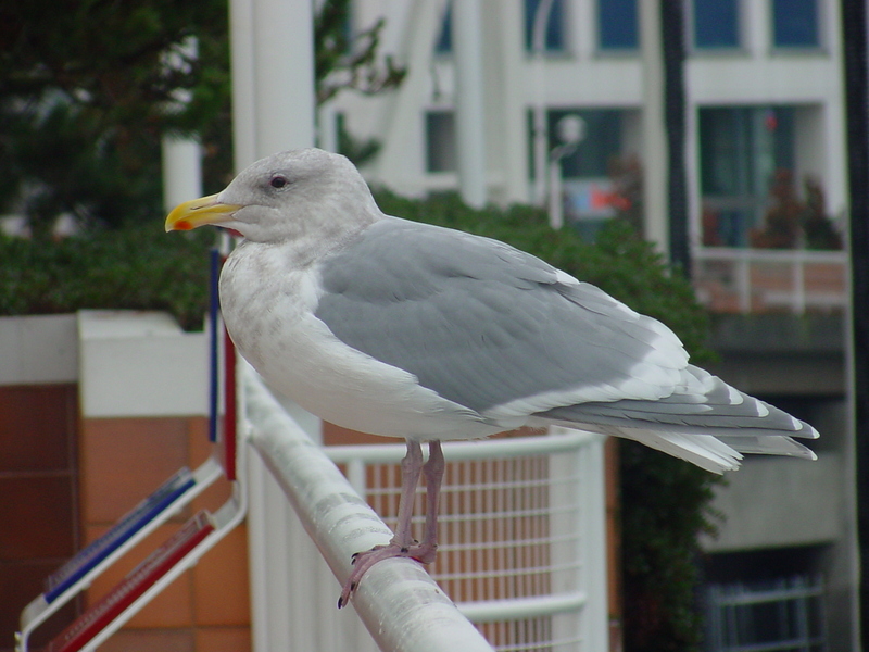 American Herring Gull; DISPLAY FULL IMAGE.