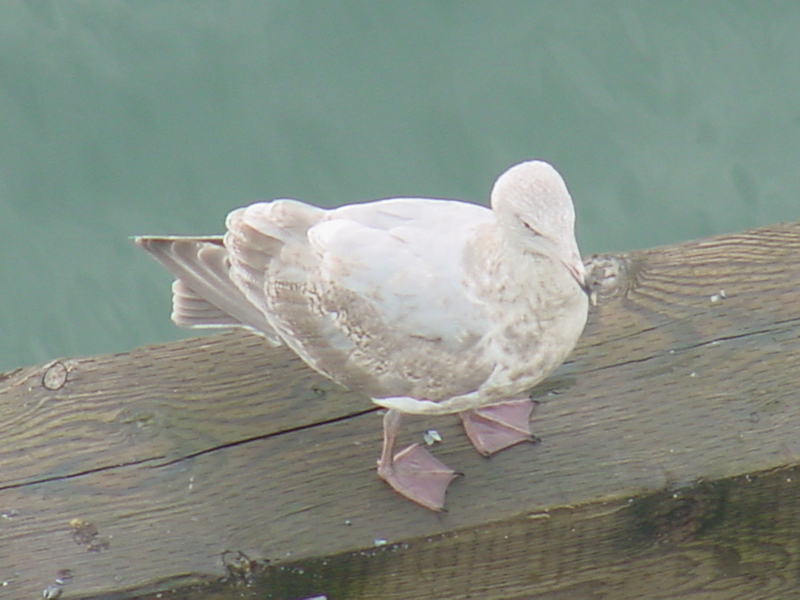 American Herring Gull (juvenile); DISPLAY FULL IMAGE.